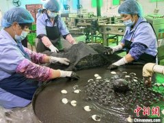 广东江门咸鸭蛋香飘海内外 侨味美食春节俏销