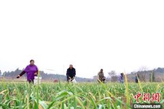 湖南冷水滩蔬菜产业激活乡村振兴新动能