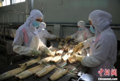 （新春见闻）“川字号”鳗鱼 “游”向世界餐桌