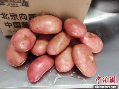 特写：乌兰察布“金蛋蛋”成市场“香饽饽”