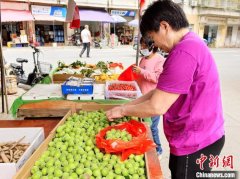 青梅上市 广东台山人烹乡味