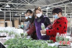 （新春走基层）年宵花市持续升温 浙江村民走出