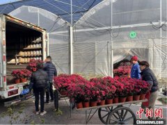 （新春走基层）万紫千红春满园 浙江嘉善杜鹃花