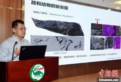 中国发现全球最古老鸟类“政和八闽鸟” 改写鸟