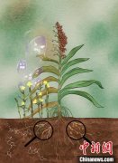 中国科研团队为作物抵御寄生植物威胁提出解决