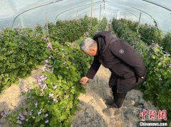 上海乡村“留量”密码：全域乡村振兴如何做好