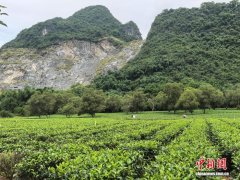 （侨乡新貌）广东英红镇茶香“侨味”浓 茶韵文