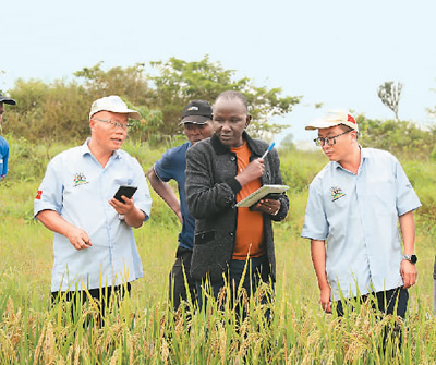 “多年生稻给我们带来了丰收，加深了友谊”（“非洲人的中国缘”⑤）