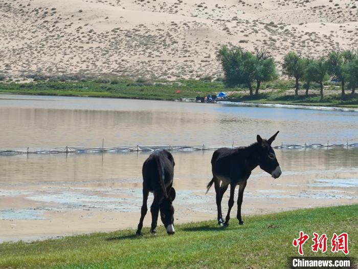 （文化中国行）巴丹吉林申遗成功后：牧民生活的变与不变