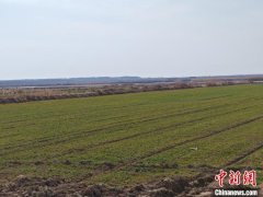 （新春走基层）江苏大丰滩涂见闻：退渔还湿巧