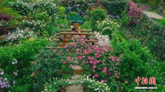 寻侨味品侨韵 侨胞打造侨乡特色民宿