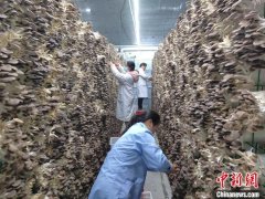 （新春走基层）江西九江：秀珍菇喜丰收 奏响新