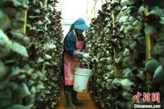 （新春走基层）江西“姐妹花”乐当新农人 返乡